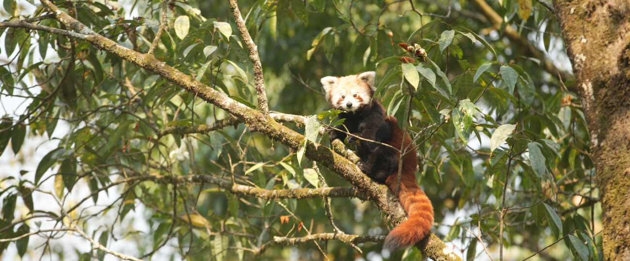 रेडपाण्डा पदमार्ग