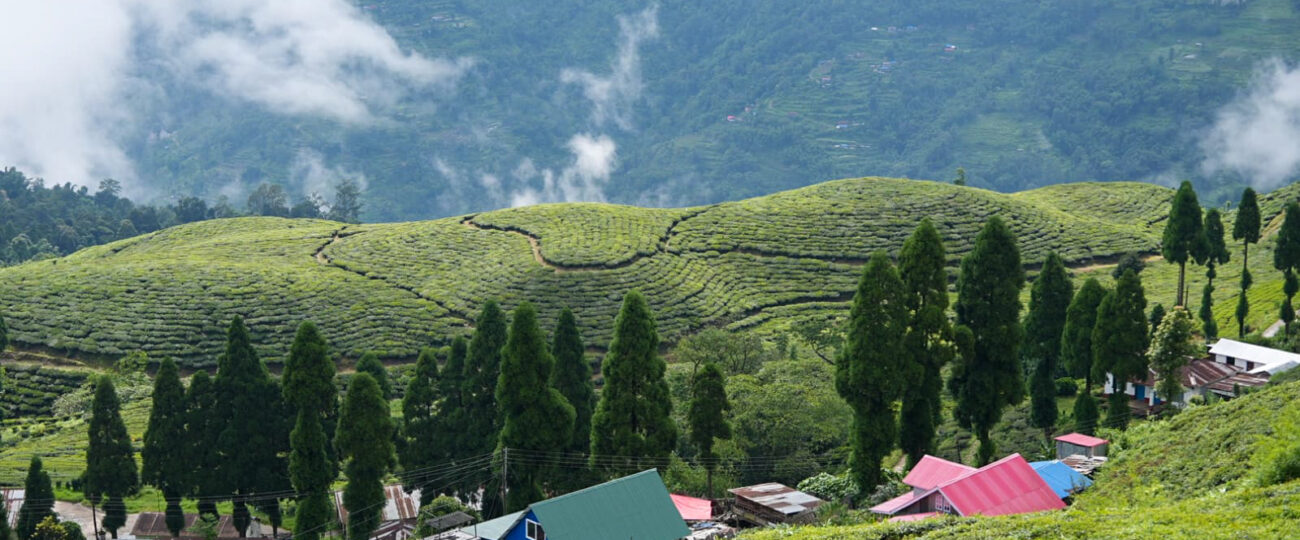 सुन्दर कन्यामका चिया बगान (फोटो फिचर)