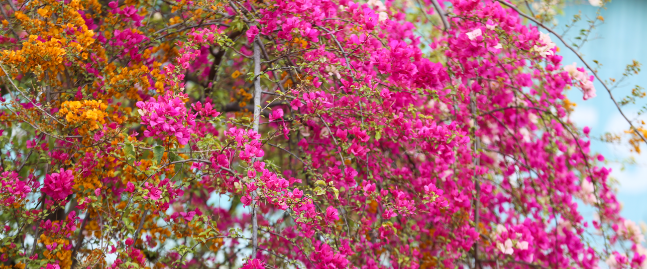 बागमतीको किनारमा फुलेको रंगीचंगी फूलहरू (तस्बिरसहित)