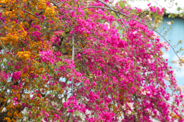 बागमतीको किनारमा फुलेको रंगीचंगी फूलहरू (तस्बिरसहित)