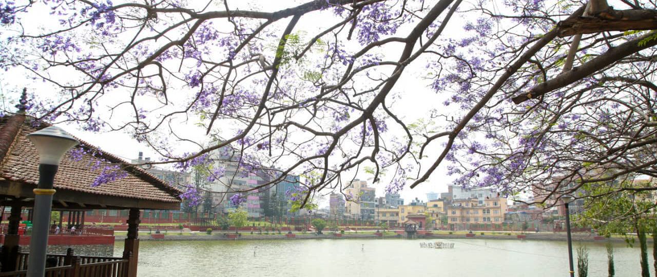 ज्याकाराण्डाले निलाम्य कमलपोखरी (तस्विरहरू)