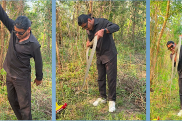 २९ वर्षमै १ हजार ३ सय सर्पको उद्धार, जोखिमसँग खेल्दै जनचेतना फैलाउँदै