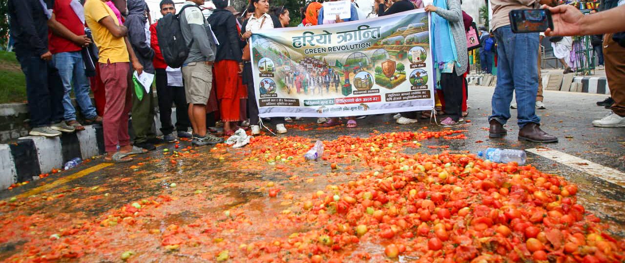 माइतीघरमा टमाटर किसानको आन्दोलनपछि कृषि मन्त्री गिता चौधरीको पहल : कालीमाटीबाट उपत्यका बाहिर ढुवानी सुरु 